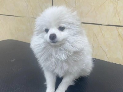 探究博美犬越来越受欢迎的原因（了解博美犬的魅力，探寻其受欢迎的原因）
