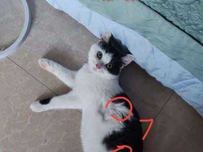 猫吞针的危险性（探究猫吞针对猫咪生命的威胁及处理方法）