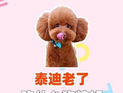 泰迪狗的无尽食欲（从肉类到蔬菜，泰迪狗能吃的实在太多了！）