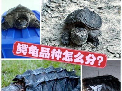 大鳄龟成年周期的研究（探索大鳄龟成年所需时间的关键因素）