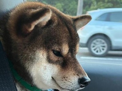 公狗绝育后的变化及影响（解读公狗绝育后身体和行为的变化，维持宠物健康的关键措施）