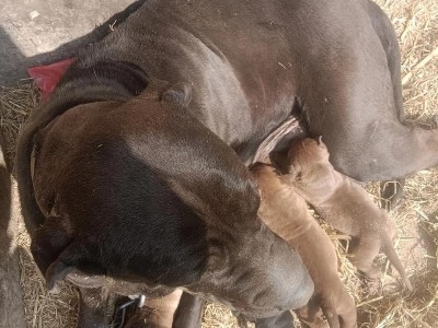 体型小巧却勇敢无比，这些猛犬拥有出色的嗅觉和动力（探索世界的小型猛犬们，守护与陪伴）