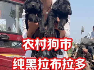 拉布拉多犬的价格与贵重程度解析