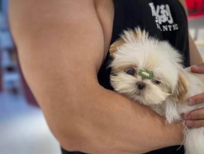 以西施犬不吃东西怎么办？！（掌握这些技巧，让你的宠物吃饱饭！）