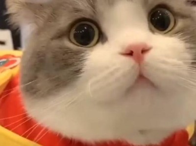 公猫为何会鼓腮？（探究公猫鼓腮的原因及频率）