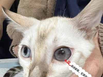 猫得腹膜炎能活多久吗？（腹膜炎对猫的生存时间产生的影响及关键因素探究）