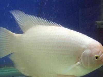 招财鱼的喂食时间与频率（合理喂养招财鱼，让财运滔滔不绝）