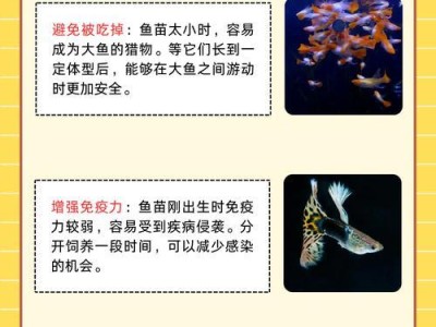 孔雀鱼的喂食周期及注意事项（探究孔雀鱼的喂食需求和合理喂食时间）