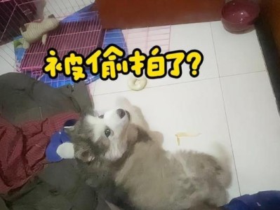 揭秘小狗喜欢咬拖鞋的原因（探究咬拖鞋行为的背后动机，为你的鞋子找到保护的方法）