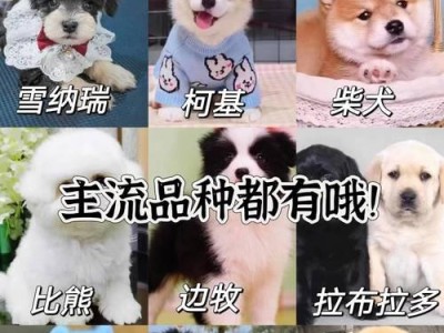 泰迪犬的标准体重及瘦弱原因解析（探讨泰迪犬体重标准和瘦弱现象的原因）