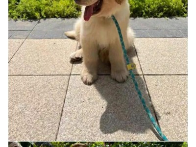 串串狗的寿命及影响因素（探索串串狗寿命的秘密以及如何延长它们的寿命）