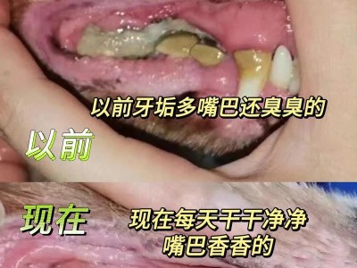 小狗长牙齿需要多长时间？（了解小狗长牙的关键时期及护理要点）