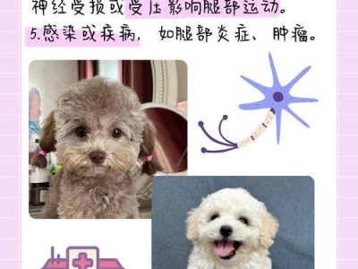 泰迪究竟怕不怕冷？如何帮助它过冬（解读泰迪犬的耐寒能力，提供过冬的实用建议）