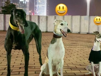 意大利灵光犬的饲养指南（关于意大利灵光犬的健康和幸福）