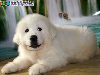 大白熊犬不听话怎么办？（如何训练你的大白熊犬成为听话的宠物）