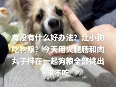 狗狗喂食的最佳频率是多久？（了解狗狗的饮食需求以及正确的喂食时间是关键）