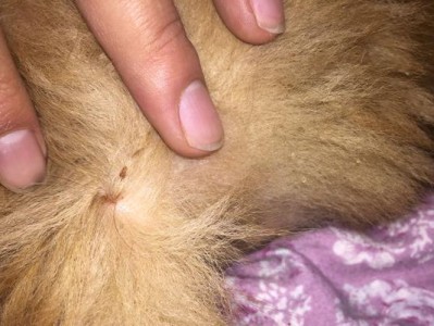 金毛犬痢疾治疗药物的选择（有效药物选择及疗程安排）