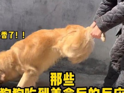 狗狗吃东西的时间间隔是多久？（探索狗狗进食时间的规律及关键因素）