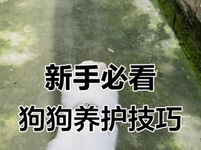 如何正确饲养狗狗（关爱与陪伴，打造幸福狗生）