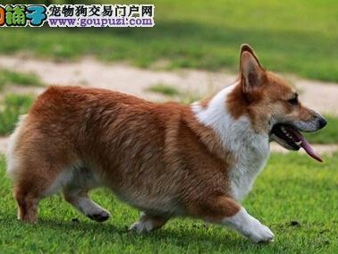 柯基犬皮屑病治疗全攻略（从宠物健康出发，让柯基犬告别皮屑病）