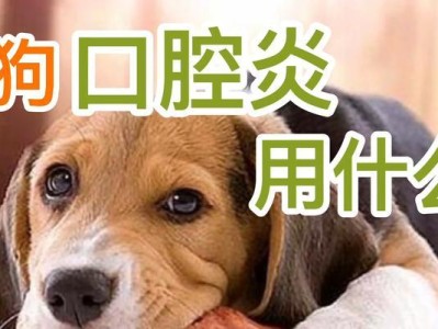 狗狗嘴边的常见问题及治疗方法（解决狗狗嘴边问题，从药物治疗着手）