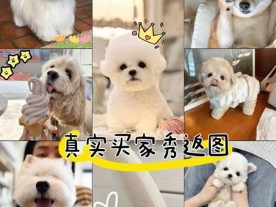 泰迪犬的价格与品相鉴别（了解泰迪犬价格及如何判断其品相）