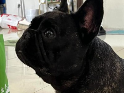 法斗的突然死亡（探索法斗突然死亡的背后真相，并从中汲取教训）