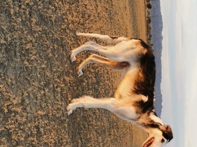 苏俄猎狼犬的饲养方法（让你的猎狼犬健康成长）