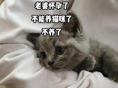 小猫领养的最佳时间（了解小猫领养的最佳时机及关键点）