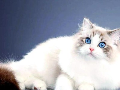 布偶猫（探索布偶猫与不同人群的完美匹配）
