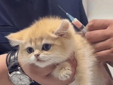 给小猫打针的重要性及注意事项（保护小猫健康，合理进行疫苗注射）