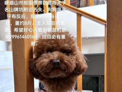 泰迪犬（为何泰迪犬成为现代家庭的热门宠物选择）