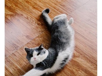 猫咪如何辨认主人的（探寻猫咪与主人之间的特殊纽带）
