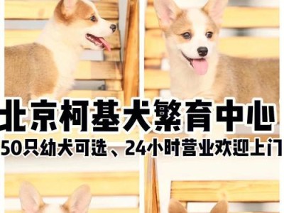 柯基幼犬市场价格及不同性别毛色的价格差异（柯基幼犬价格变动与买家选择的因素）