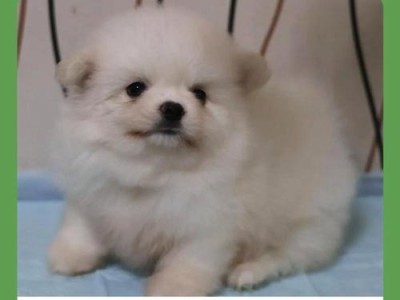 解析博美犬的价格因素（揭秘博美犬的价格走向及其影响因素）