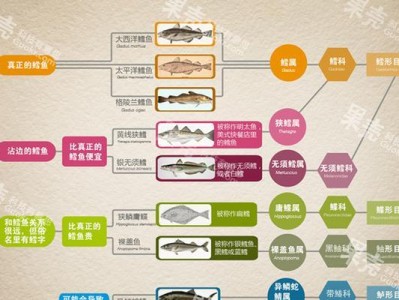 美国旗鱼的饲养全攻略（以宠物为主，让你轻松打造水族箱生态系统）