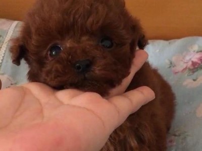 茶杯狗泰迪的寿命有多长？（探究茶杯狗泰迪的寿命与健康关系）