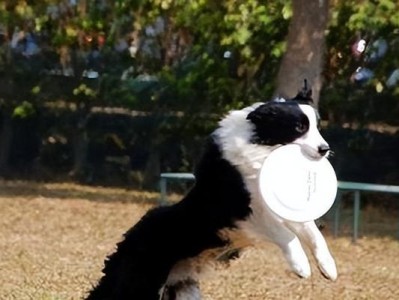 边境牧羊犬脱毛问题解决方案（以宠物为主，让你的爱犬恢复健康美丽）