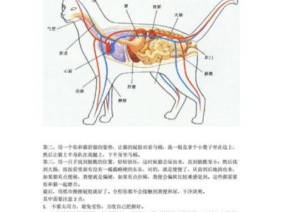 如何正确饲养阿根廷象龟？