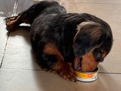 腊肠犬品种多样性（了解七大品种，发现腊肠犬世界的多样之美）