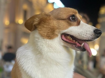 两个月狗缺钙的症状及预防措施（小狗缺钙的迹象和防治方法）