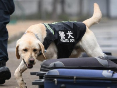 警犬小狗（以警犬小狗为主题，探究其训练和运用领域）