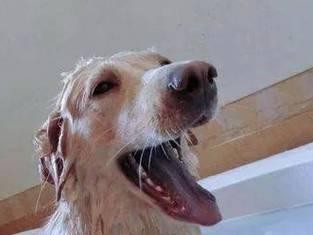 牧羊犬洗澡的合适频率与注意事项（牧羊犬洗澡的最佳频率是多久？如何做好洗澡的准备和注意事项？）