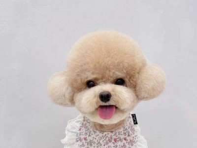 泰迪犬和比熊犬（综合对比宠物犬的特点，为您选择最佳养犬伴侣）