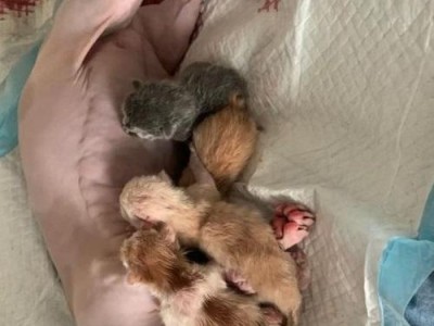 小猫的成长奇迹（揭秘小猫生命周期中的关键阶段与变化趋势）