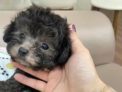 纯种泰迪犬价格及相关信息（了解纯种泰迪犬价格以及如何选择合适的宠物伴侣）