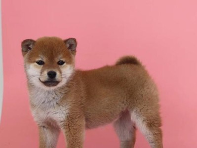 赛级柴犬的顶级品相标准（精品柴犬与赛级柴犬的区别）