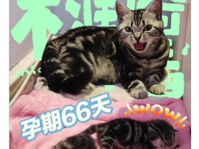 猫咪生小猫的时间及过程（了解猫咪生育周期和繁殖行为）