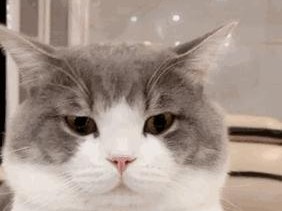 猫咪开心的表现（探秘猫咪幸福的迹象）