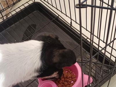 金毛犬的饮食要点（泡狗粮的最佳时间和方法）